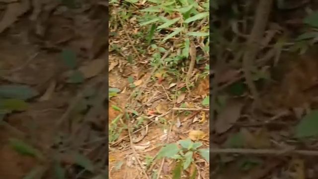 Jararacussu Na Trilha