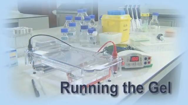 Running an Agarose Gel - University of Leicester смотреть онлайн