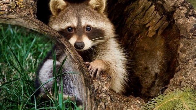 Еноты | Картинки для рабочего стола смотреть онлайн