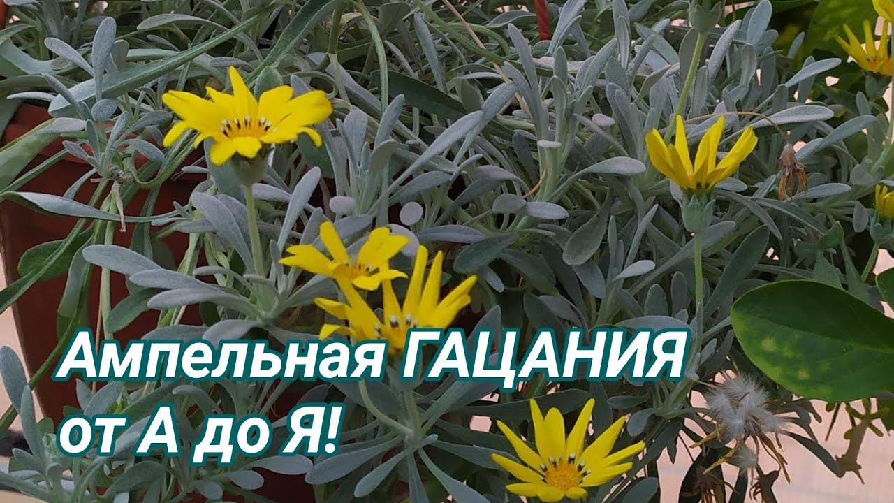 Ампельная ГАЦАНИЯ от А до Я! смотреть онлайн