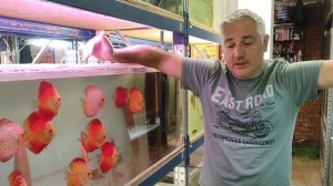 Дискусы для новичков # Основные правила дискусоводства и аквариумистики .