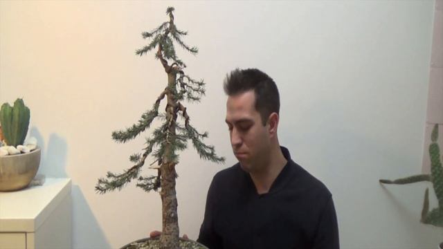 Picea omorika bonsai origin story (plant hormesis) смотреть онлайн