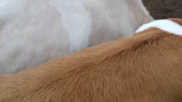 12.11.2022. Январинке исполнилось 10 месяцев. Живой вес по таблице 342 кг. смотреть онлайн