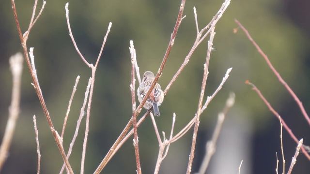 4K video of Uragus sibiricus ベニマシコ 2023.02.02 смотреть онлайн