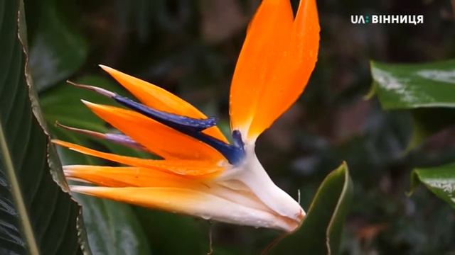 Веренда (Стреліція королівська) смотреть онлайн