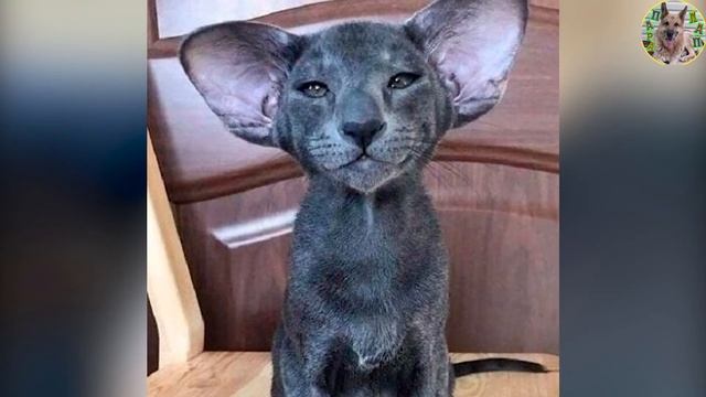 Ушастый комочек смотреть онлайн