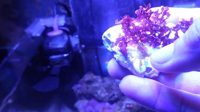 Красные морские водоросли в сравнение с пресноводным печеночным мхом смотреть онлайн