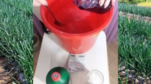 Что делать, если лук желтеет, плохо растет и появилась луковая муха - РЕЦЕПТ есть!