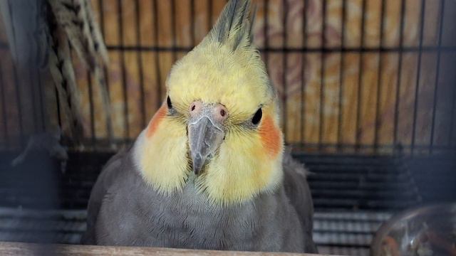 Cute Pepper Taking Power Nap смотреть онлайн