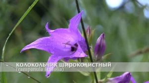 колокольчик широколистный