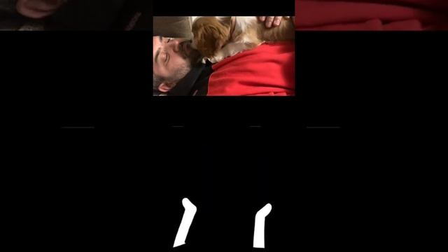 Кавалер Кинг Чарльз спаниель Ашпенмастер Барон Перси и кот Фродо смотреть онлайн