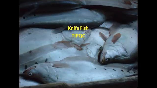 Dr. Palma - Technology Forum and Press Conference - Sept. 19, 2013 - TIPQC смотреть онлайн