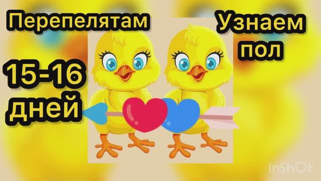 Перепелятам 15-16 дней. Определяем пол смотреть онлайн