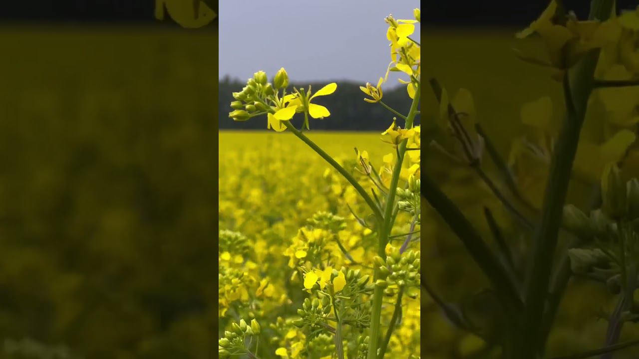 Медоносы #медоносы #медонос смотреть онлайн