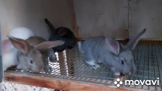 Окрол крольчихи Белый Великан, крольчат мало, но какие! Забираю крольчат , крольчиха не отдаёт. смотреть онлайн