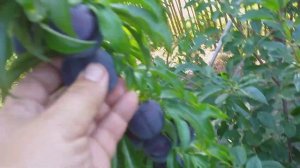 Слива диплоидная сорт средний Блек Амбер(plum Black Amber). Дегустация