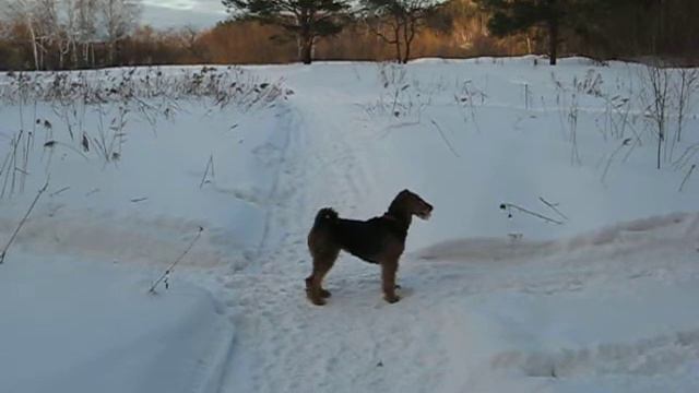 airedale terrier / эрдельтерьер комплекс смотреть онлайн