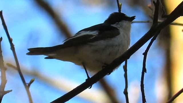 Голоса птиц , мухоловка-пеструшка, voices of birds, flycatcher смотреть онлайн