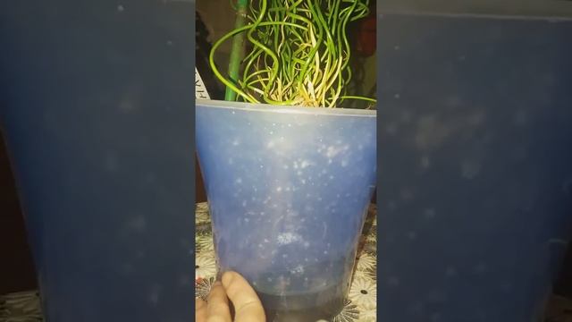Юнкус или сытник спиральный. смотреть онлайн
