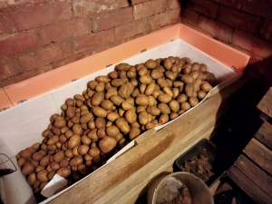 Как хранить картофель в подвале