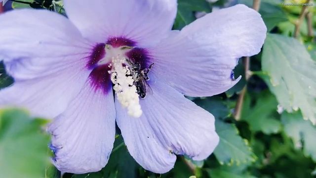 Музыка для релаксации! Очень красивая музыка, трогающая душу и сердце! Лучшая музыка Сергей Грищук