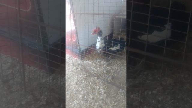 Заказал себе новых утят!Каюга! смотреть онлайн