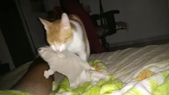 ритуальные танцы с бубном смотреть онлайн