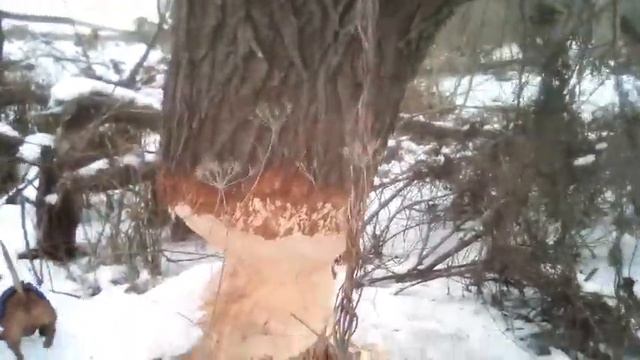 Такса Чарлик ищет бобра! смотреть онлайн