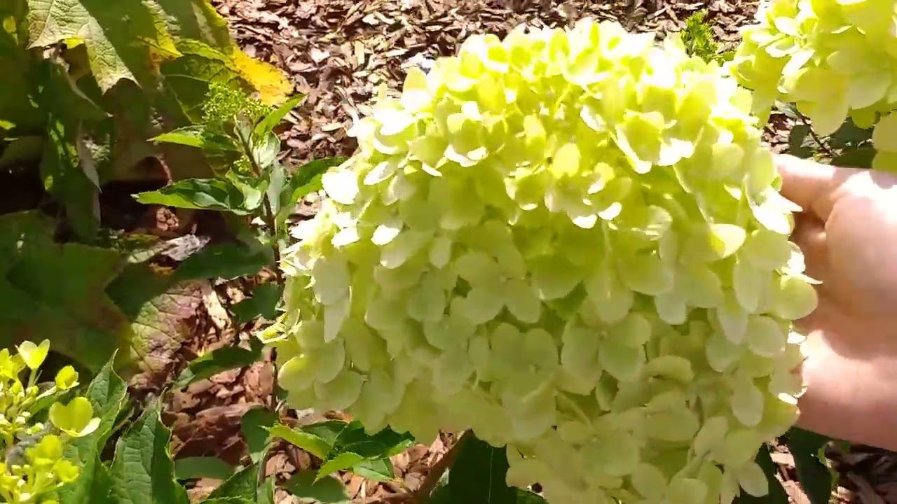 ОБЗОР сада. РОЗЫ. ГОРТЕНЗИИ. САЖЕНЦЫ. Осенняя подкормка.Конец августа смотреть онлайн