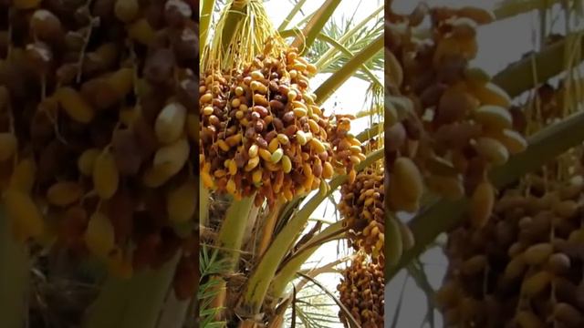 Date palm tree harvest смотреть онлайн