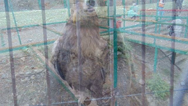 КОНТАКТНЫЙ ЗООПАРК. ГЕЛЕНДЖИК !