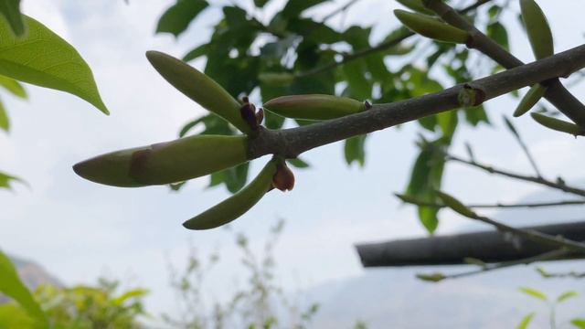 wild fruits in forest ｜foraging wild edibles -yellow fruit buds / Ficus virens tree buds смотреть онлайн