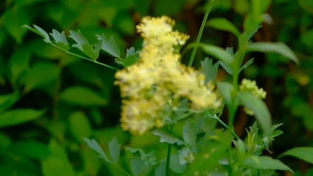 Василистник Делавея смотреть онлайн