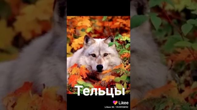 видео из лайка какое ты животное по знаку Зодиака смотреть онлайн