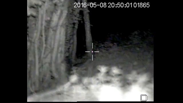 ARMASIGHT DRONE PRO fox cubs смотреть онлайн