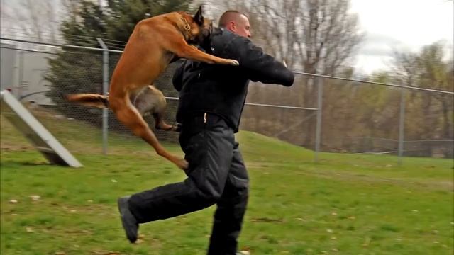 ЧТО ДЕЛАТЬ ЕСЛИ НА ВАС НАПАЛА СОБАКА! смотреть онлайн