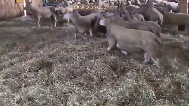 Скоро в России! Элитные породы овец из Европы! Погрузка баранов для России! Овцеводство как бизнес! смотреть онлайн