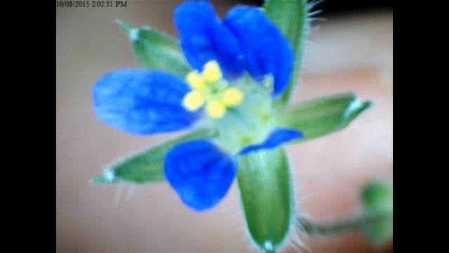 Pretty Tiny Blue Weed Flower ༼( ͡°╭͜ʖ╮͡ ͡°)༽✿ смотреть онлайн
