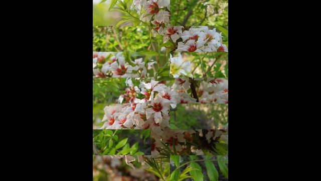 ЧЕКАЛКИН ОРЕХ (XANTHOCERAS) сем. Sapindaceae смотреть онлайн