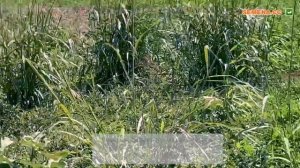 Выращивание арбузов в домашних условиях. Маракеш F1 рассада арбуза. Консервированные арбузы на зиму