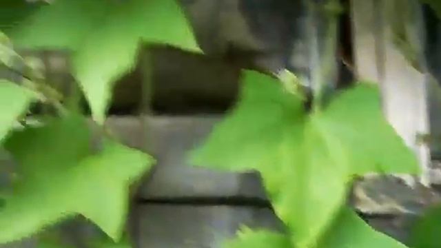 Лето на даче смотреть онлайн