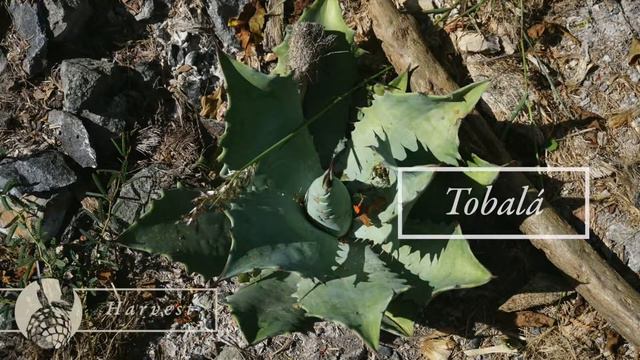 Atisanal Mezcal Process Part 1 - Harvesting The Magueys смотреть онлайн