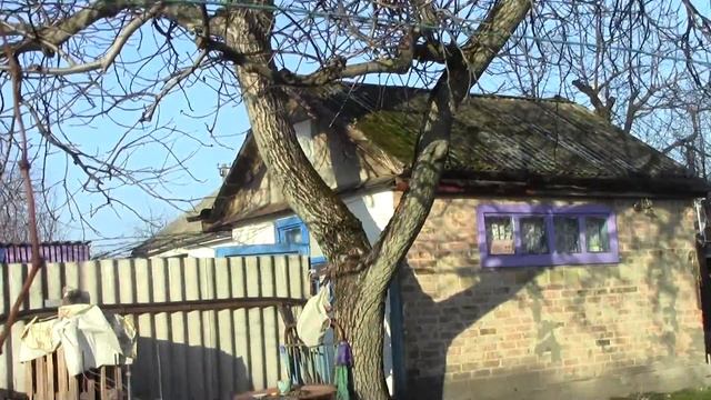 Вызревание лозы винограда на молодых кустах в сезоне 2017г.