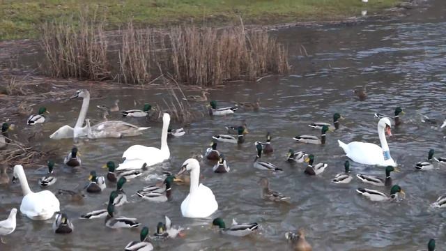 Sony SLT-A77 & Sony DT 16-50 mm F2.8 SSM смотреть онлайн