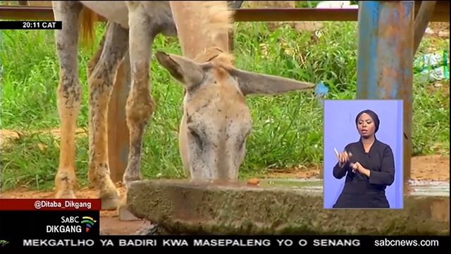 Dikgang tsa Setswana | 23 May 2022 смотреть онлайн