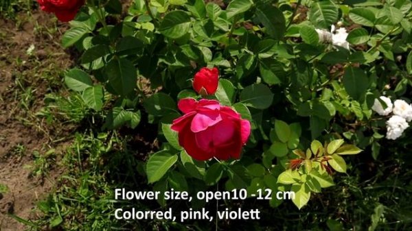 Rosa Ascot, Rosen Tantau 2007. An exceptionally beautiful rose with distinctive neat, flat blooms.