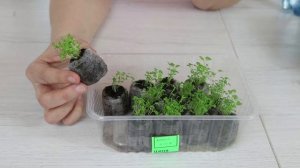 Рассада Лобелии в торфяных таблетках ! Просто и удобно !