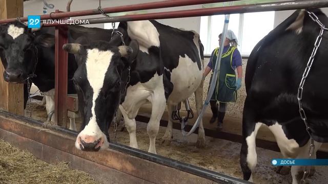 05.06.2020 Поддержка молочного животноводства
