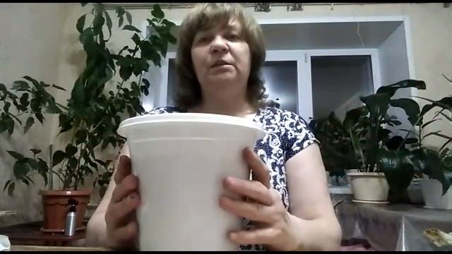 как посадить косточку манго смотреть онлайн