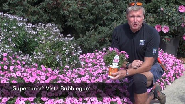 Proven Winners Supertunia Vista Bubblegum Petunia смотреть онлайн